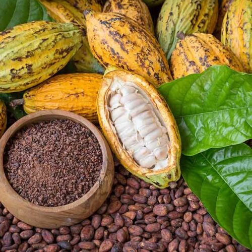 A fresh open caca plant showing it's white cacao beans, on the side of a pot with roasted cacao beans, roasted cacao beans around it all, leaves and more fresh cacao beans in the back