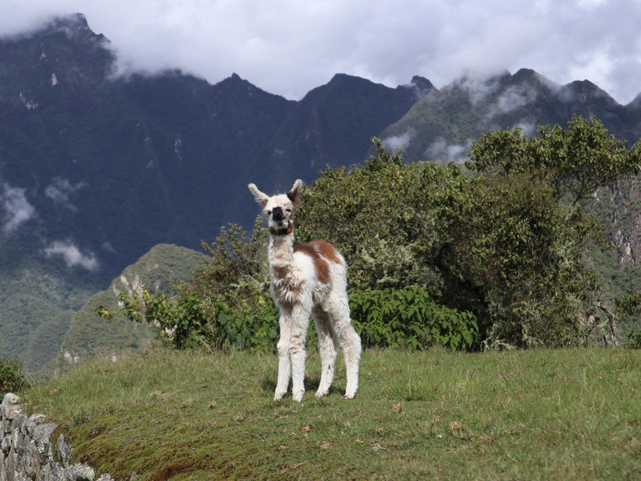 A fluffy white baby lama with brown spots looking straight towards us from a green field